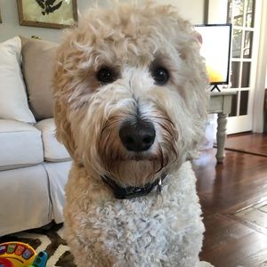 Meet your Posher, Kristy